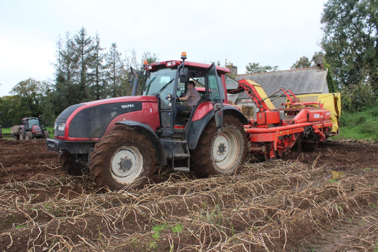 Two-thirds of potato crop yet to be harvested