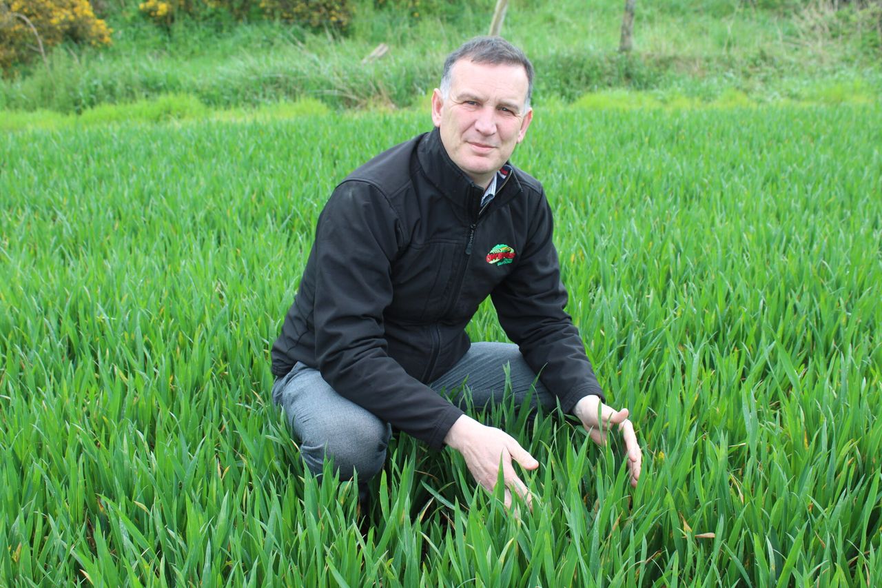 Wheat crops under severe septoria pressure in some areas