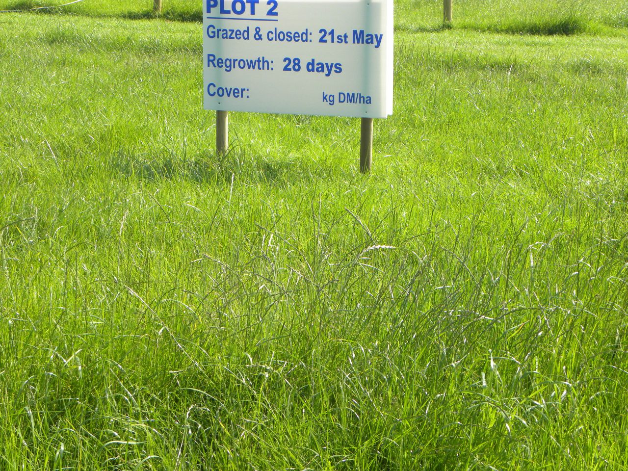 Grazing grass to the right height