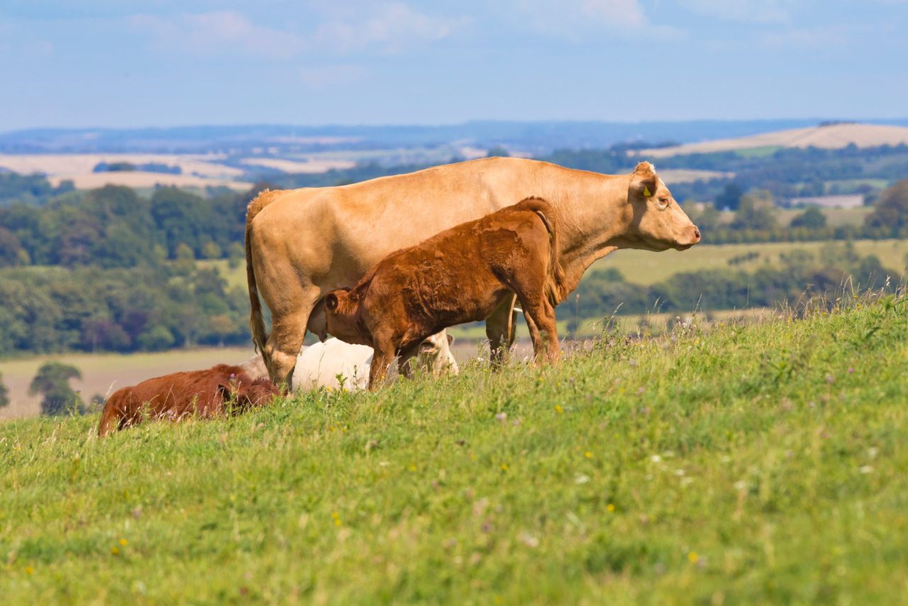 Irish cattle prices under pressure as GB gap widens