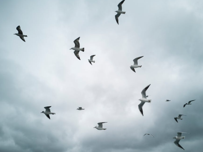 Study: Some wild birds develop immunity to avian flu