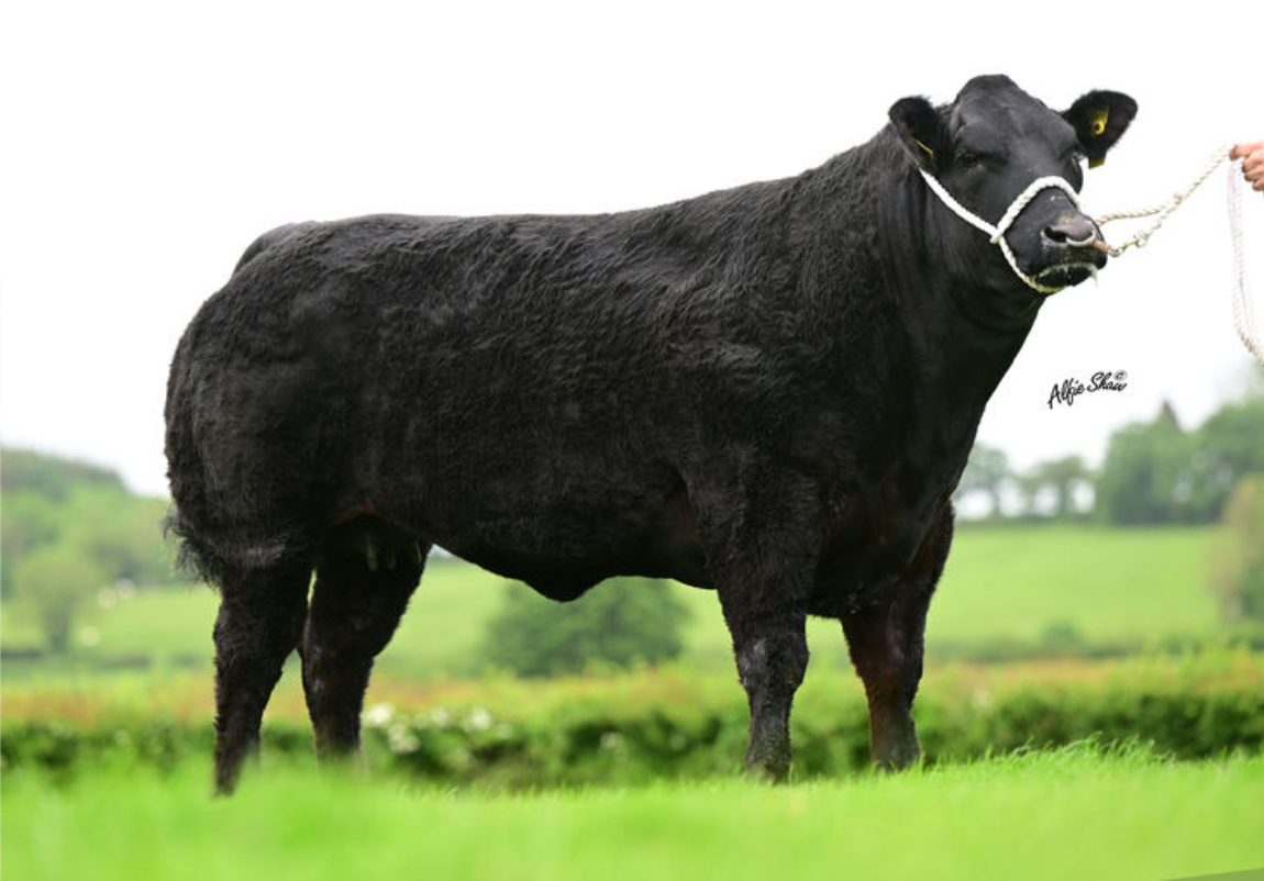 £18,000 paid for an in-calf heifer at Jalex Select sale
