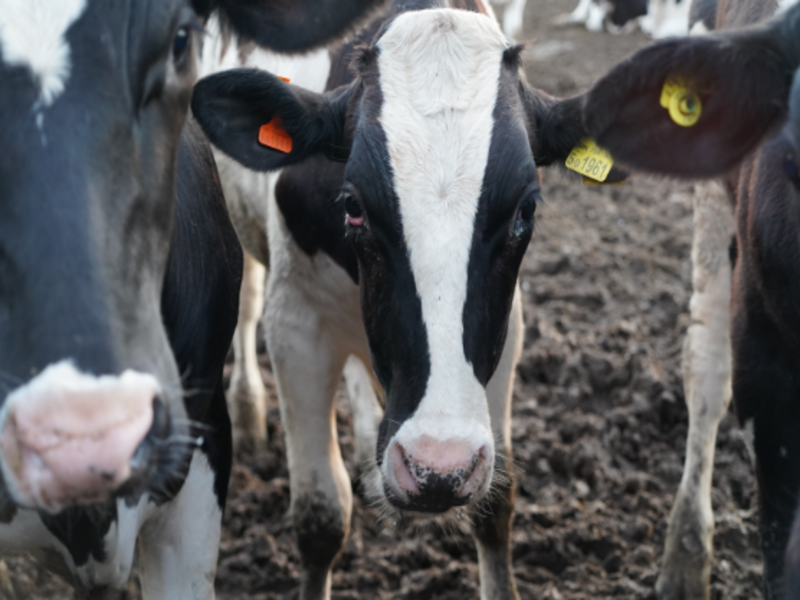 Animal activists protest at UK Dairy Day in Telford
