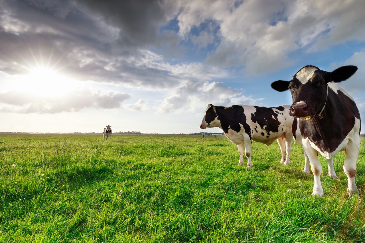Milk volumes continue to increase in Northern Ireland