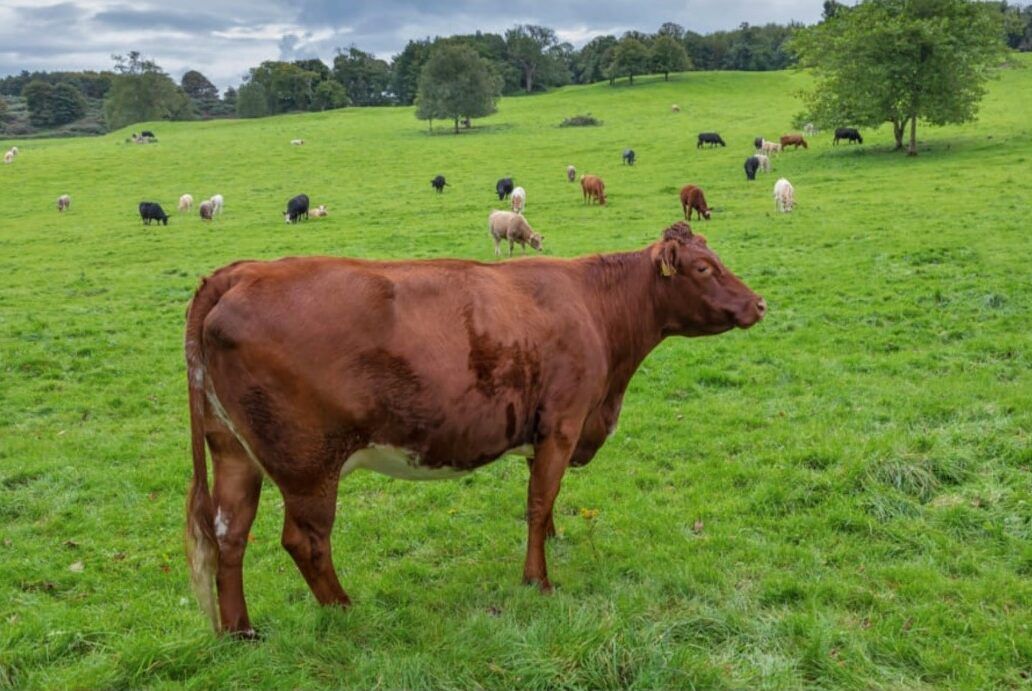 Dealing with parasites in cattle this summer