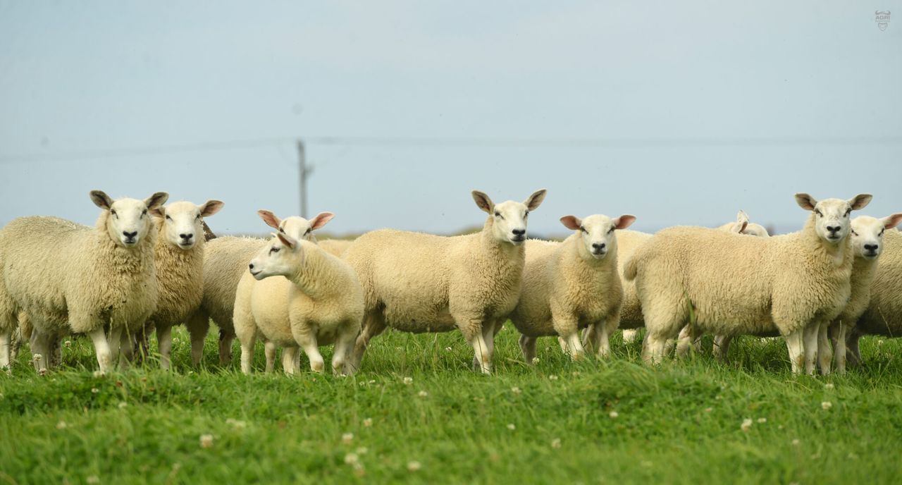 Spotlight on Texels ahead of Sheep Northern Ireland event