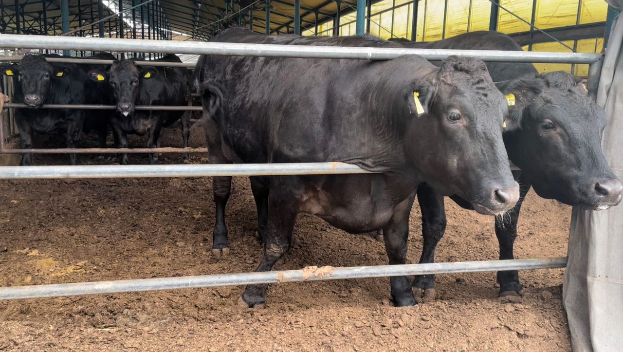 Video: Japanese ‘mega farm’ produces milk and Wagyu beef