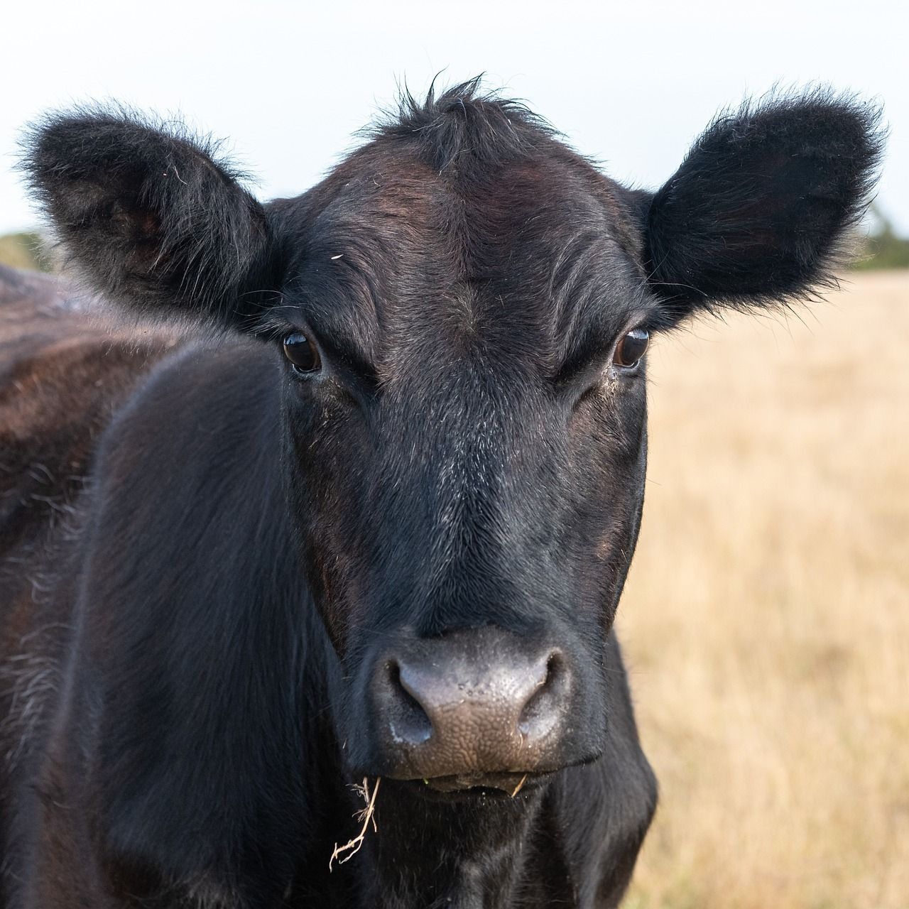 ABP: Tyrone site to continue to 'receive and process cattle'