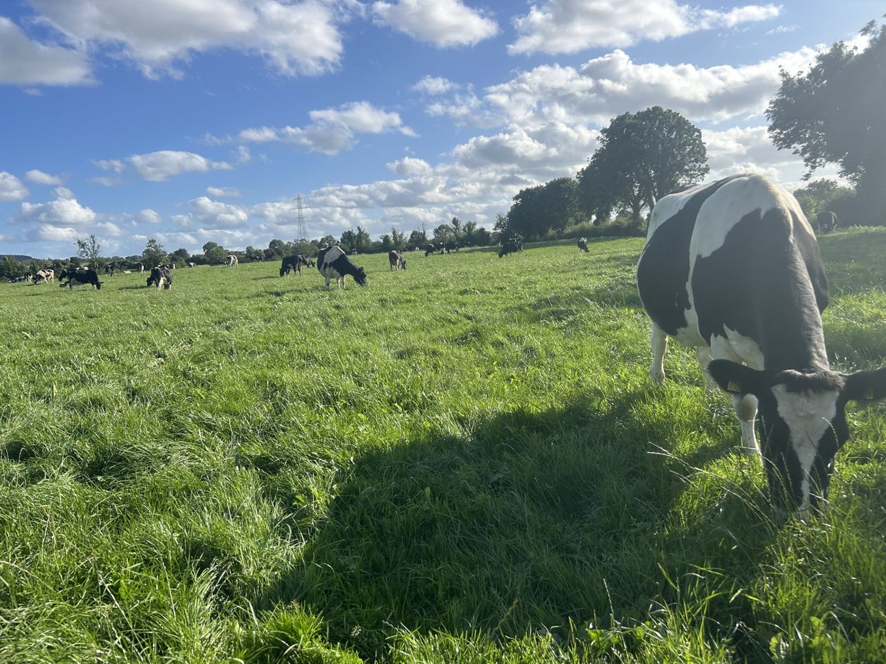 Grass: Setting the farm up for success in spring starts in autumn