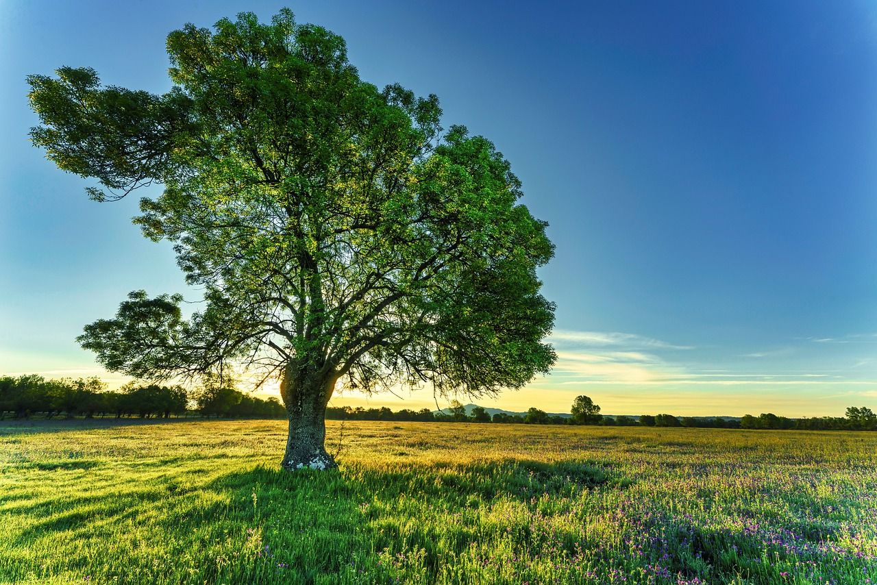 Strutt & Parker: Budget will increase farm's inheritance tax liability