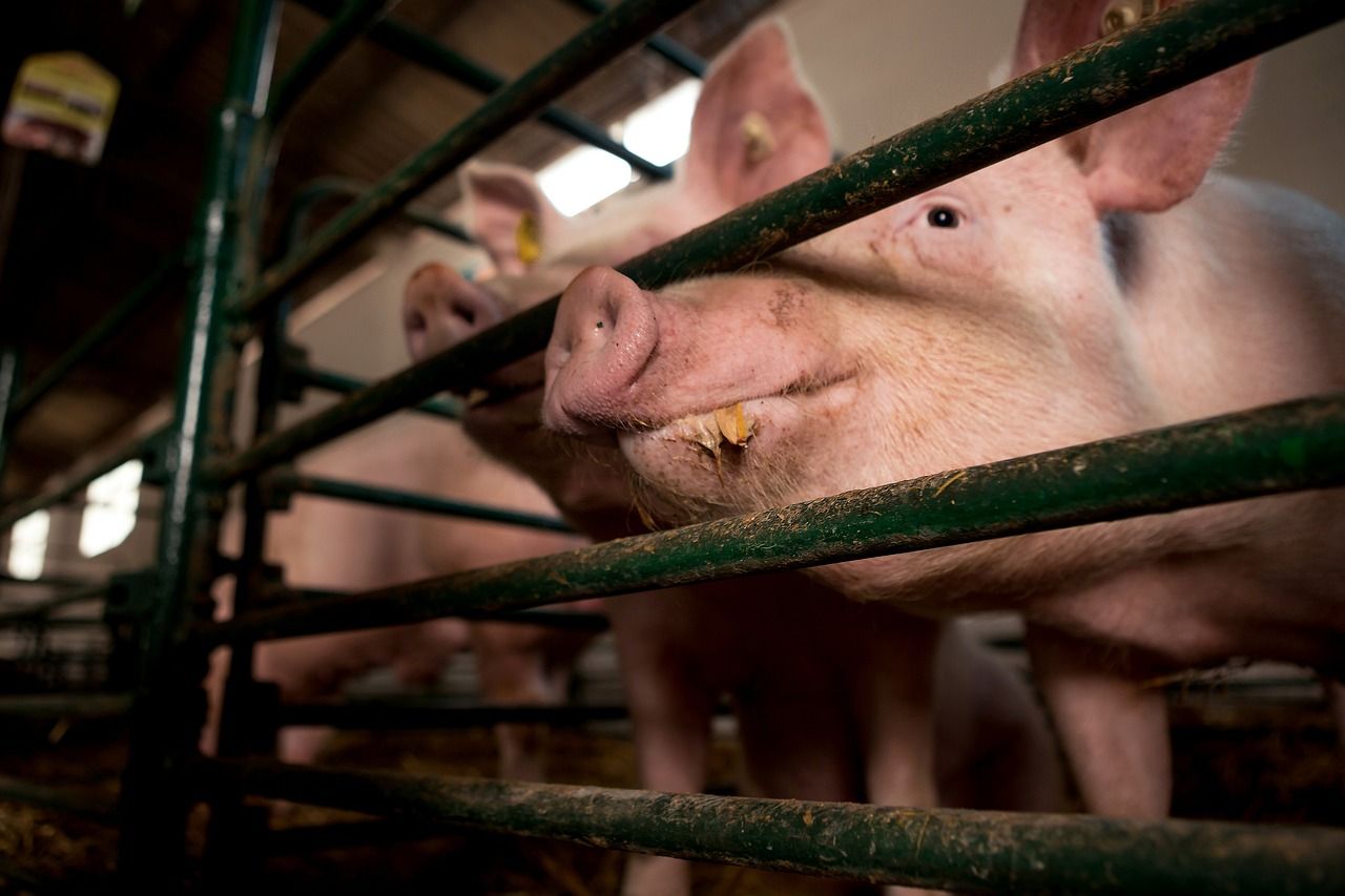 Red Tractor seeks views on tiered welfare standards proposals