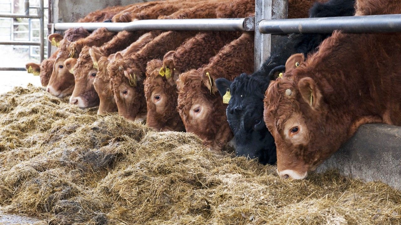 Northern Ireland: First-cut silage has average DM of just 24%