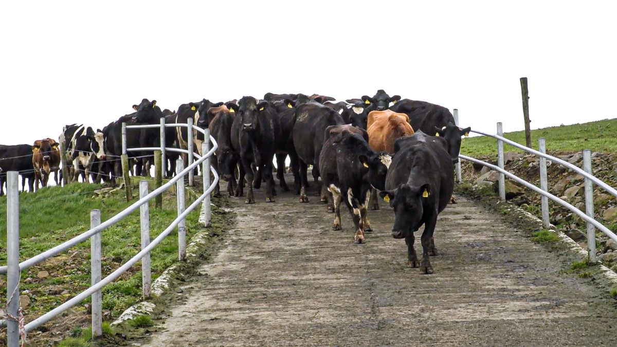 Lameness: The not-so-hidden cost on a dairy farm