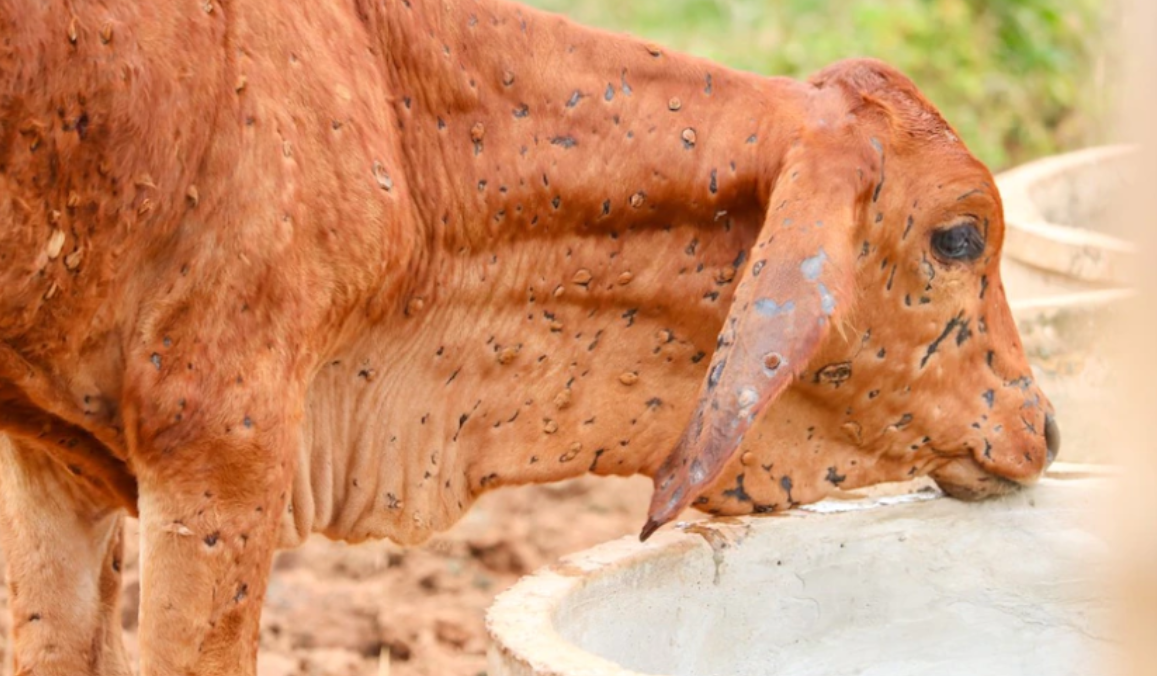 WOAH confirms 2 outbreaks of lumpy skin disease in Spain