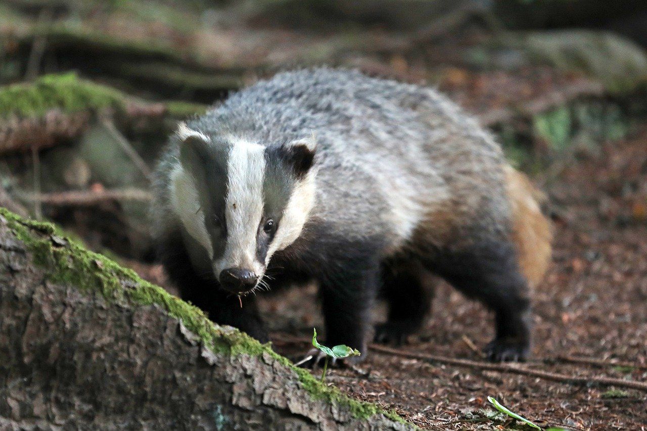 Consultation on wildlife options to tackle bovine TB in NI extended