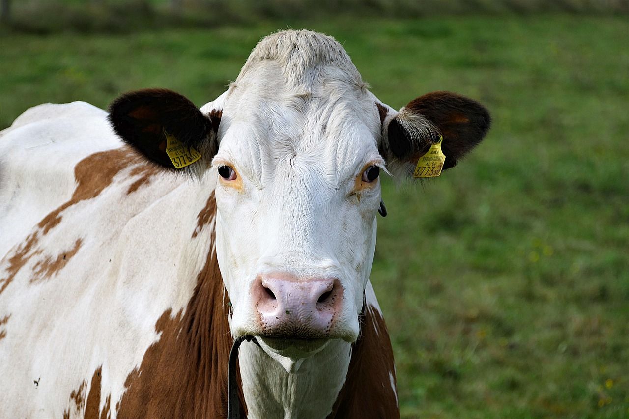 Welsh government eases bluetongue restrictions