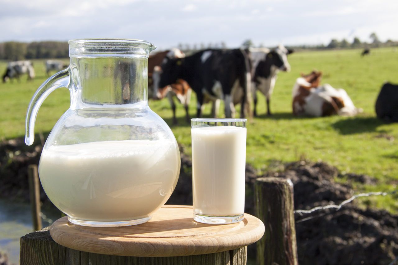 United Dairy Farmers to pay a winter milk bonus