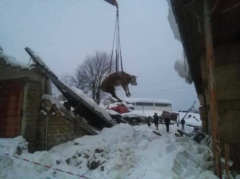 Hundreds of livestock injured, dead and missing following Italian quakes