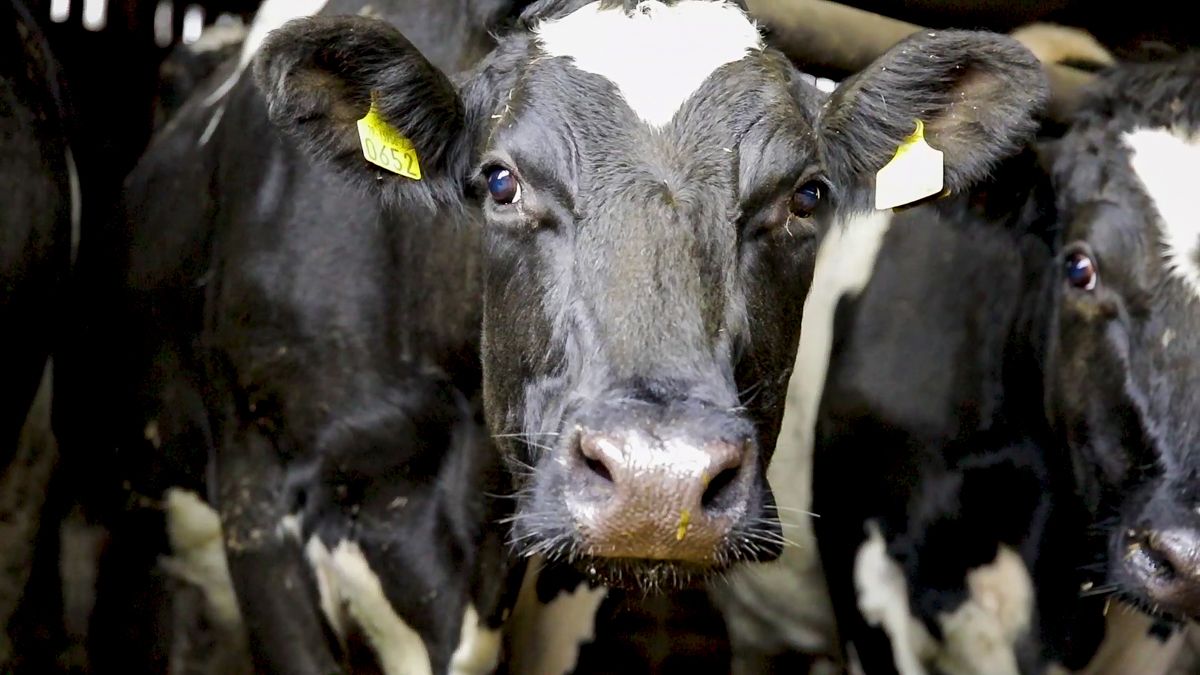 Dairy Advice: Dealing with 'retained cleanings' this spring