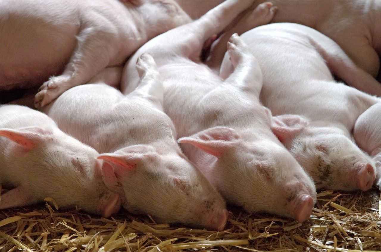 'It is really important that we export breeding animals' - NPA