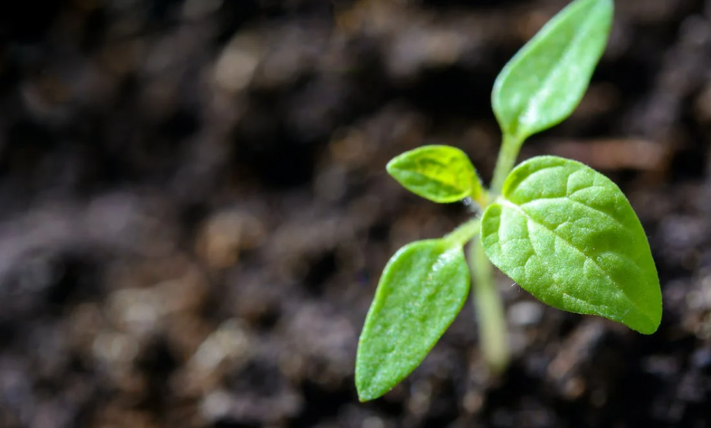 DAERA extends pilot Protein Crop Scheme until 2026