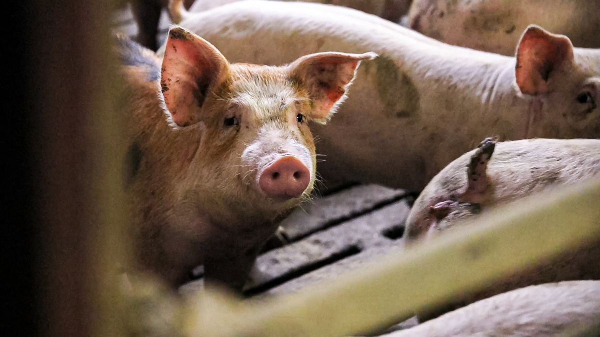 Pigs: England's female breeding herd reaches record low