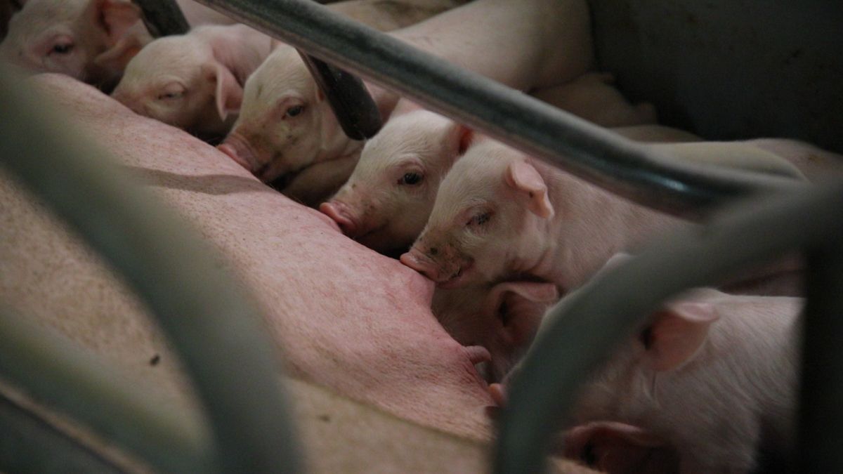 Antimicrobial use in agriculture could fuel future epidemics – study