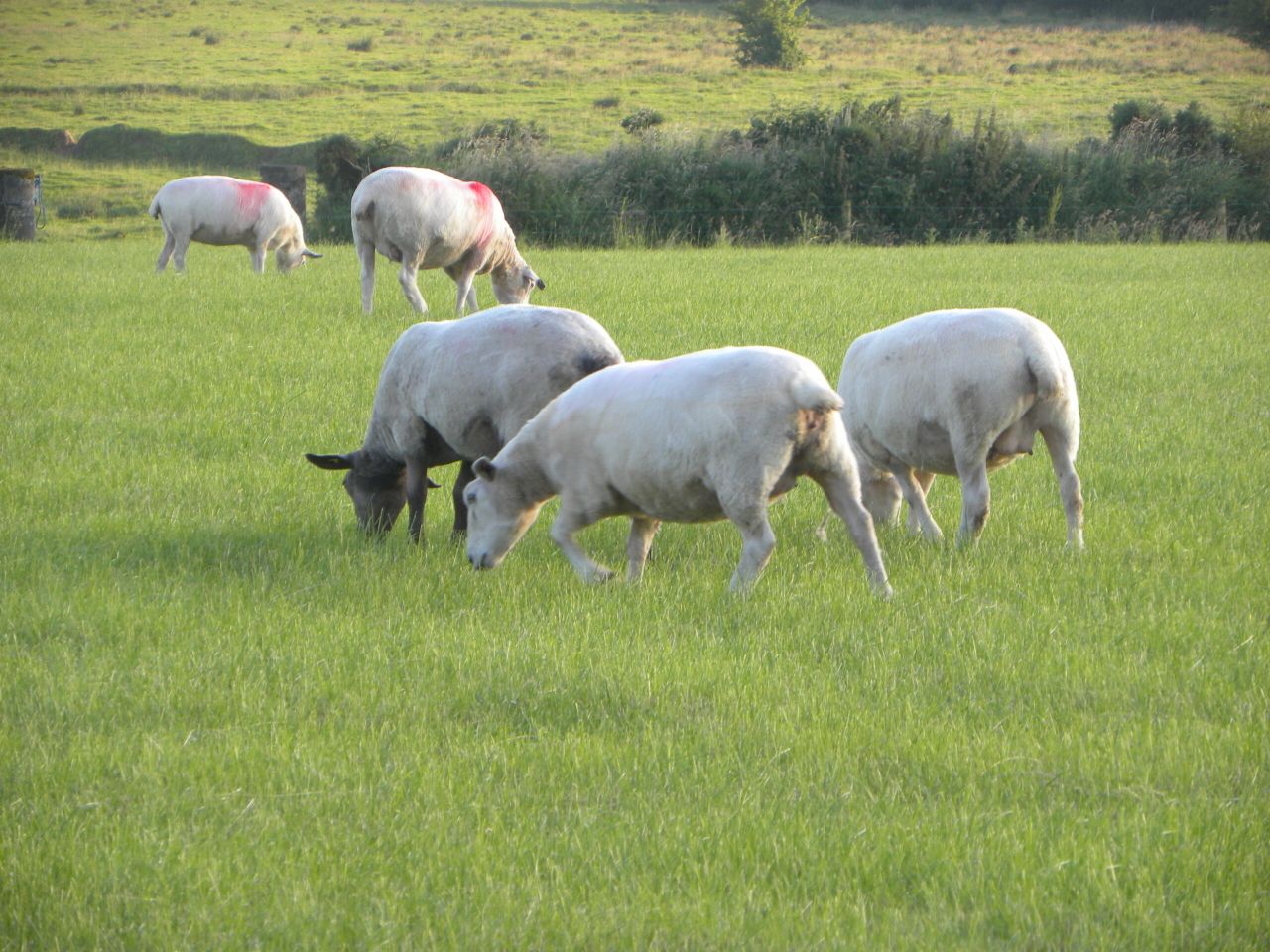 HSE calls on farmers to keep visitors safe ahead of Open Farm Sunday