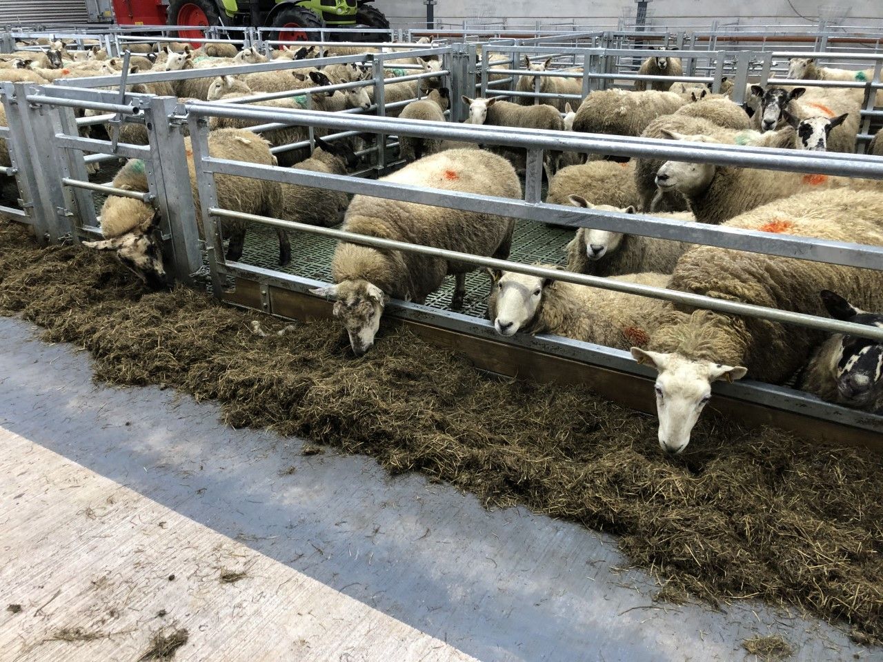 Sheep management: Taking action quickly when it comes to thinner ewes