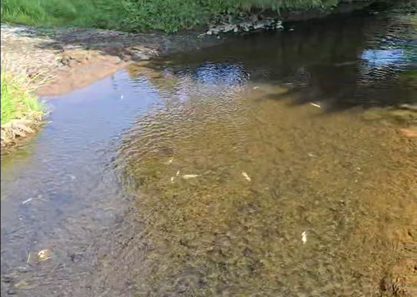 Investigations ongoing into Antrim fish kill following slurry discharge