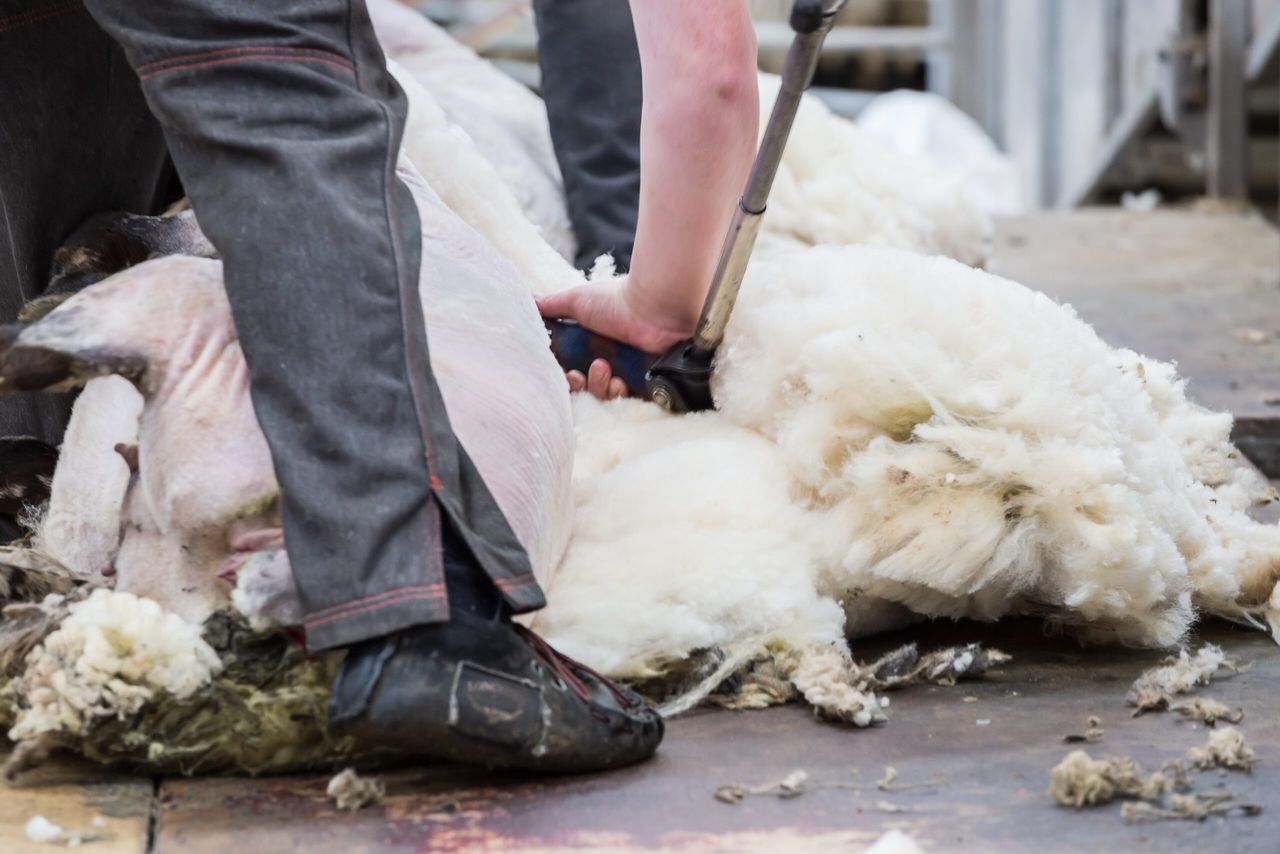 Sheep shearer shortage issue 'has not hit my desk' - Defra chief