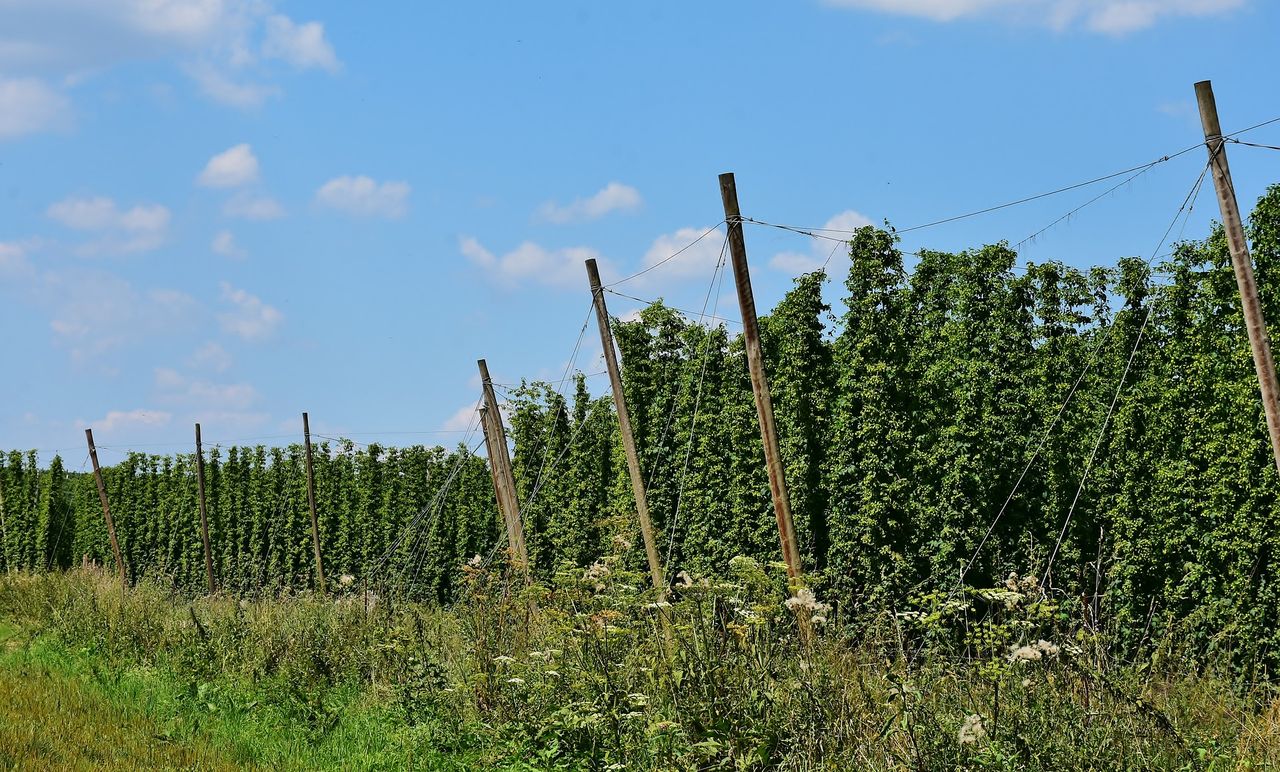 Hop growers left questioning their viability after drop in demand due to Covid-19