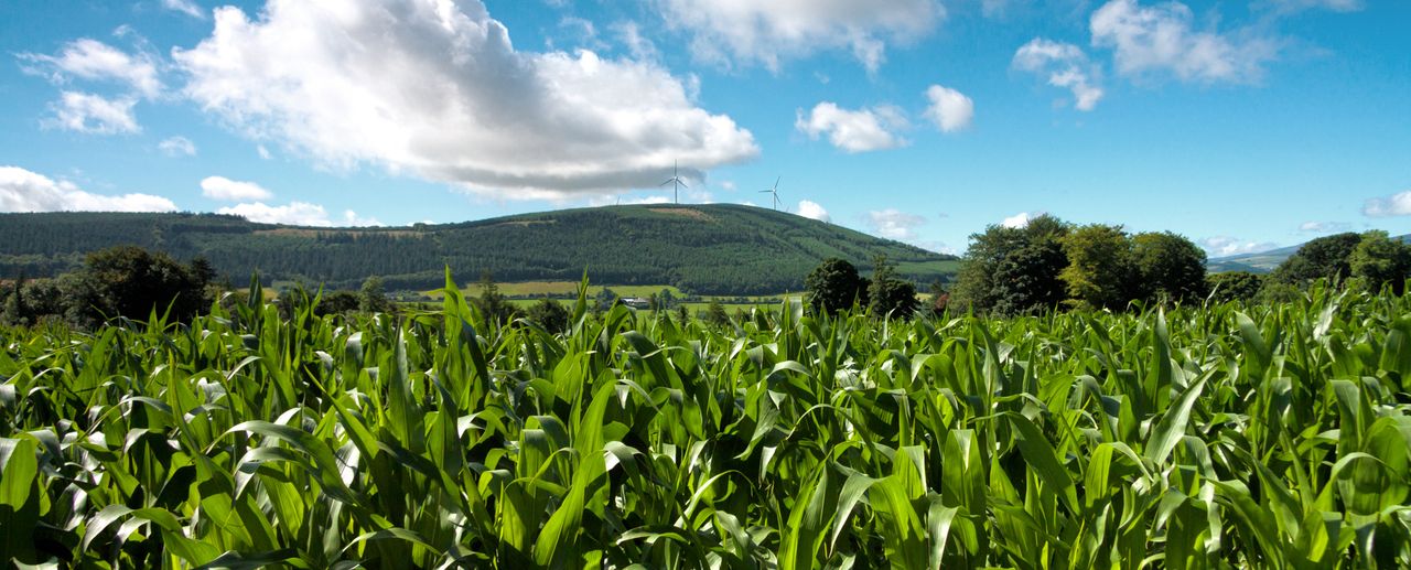 Global food commodity prices fall in July