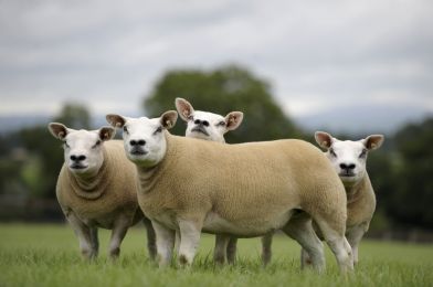 Bluestone should not be used in Texel sheep footbaths, expert warns