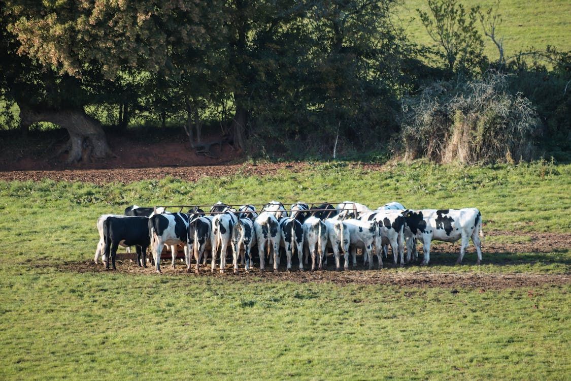 DAERA receives close to 5,000 responses on bTB consultation