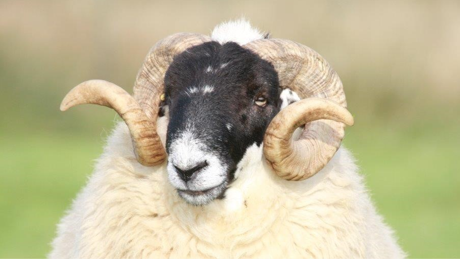 Is your ram ready for the breeding season?