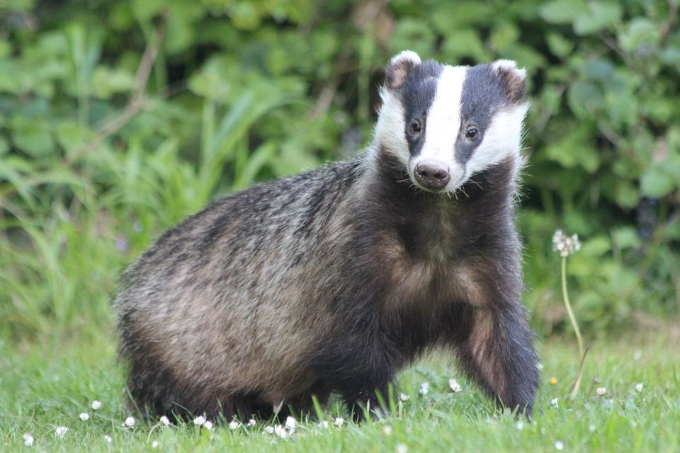 Farmer-led TB study shows badger vaccination is ‘achievable’