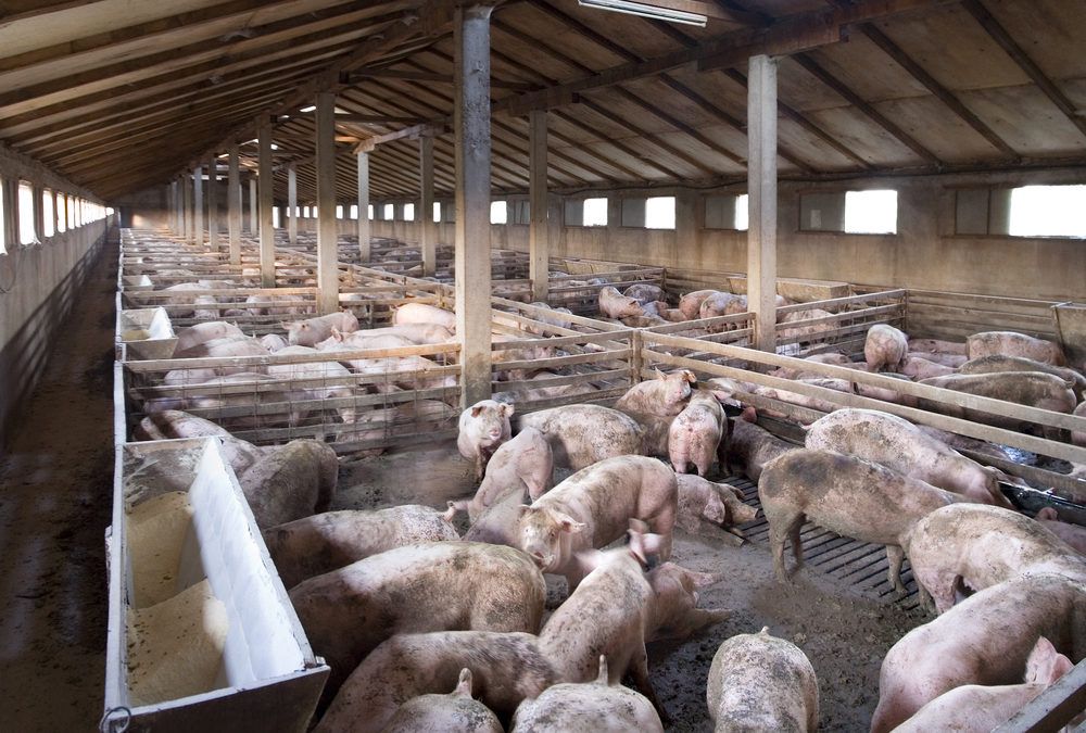 Fire at pig farm in Carlow leaves hundreds of pigs dead