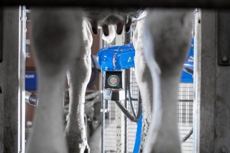 Robotic milking ‘helps breed trouble-free cows’ – study