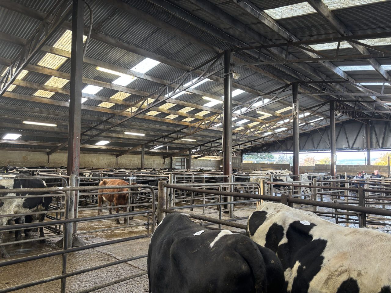Dairy trade: Average price of £2,901 for milking heifers in UK