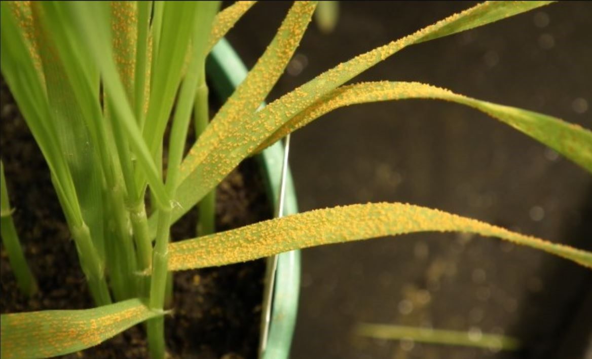 UPCPVS stakeholder event to reflect on cereal pathogen populations