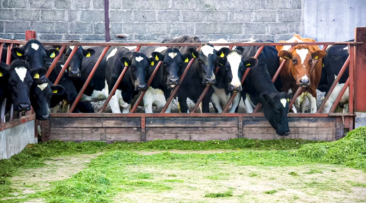 Time to start thinking about drying off autumn-calving cows