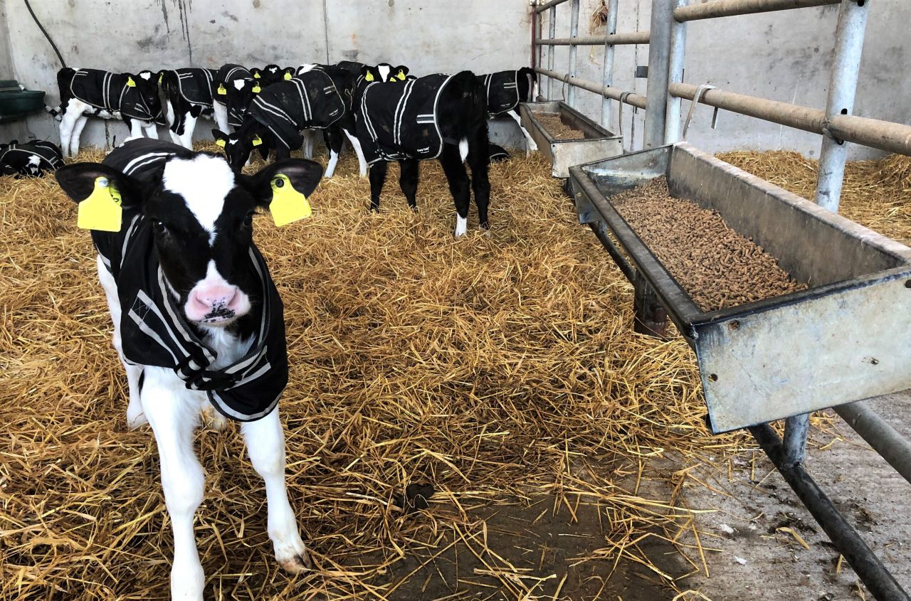 Getting starter ration into newborn calves this spring
