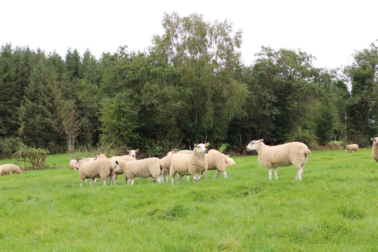 Investigations underway in Wales after bluetongue detected