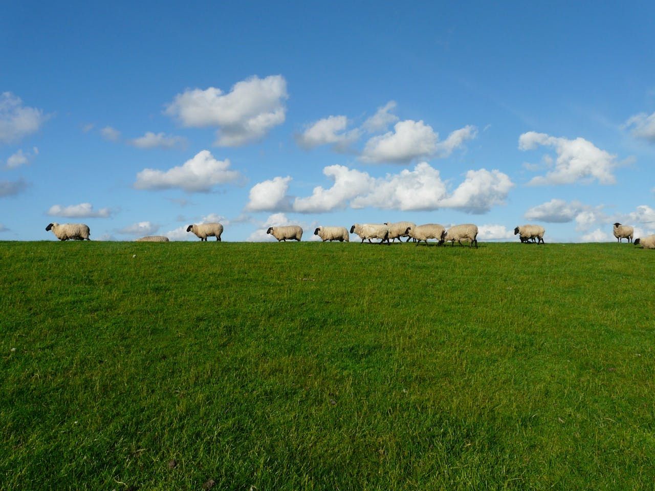‘Confidence strengthens’ among sheep farmers in Australia