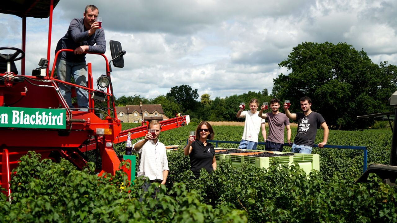 British Blackcurrant growers finish harvest at 12,000t