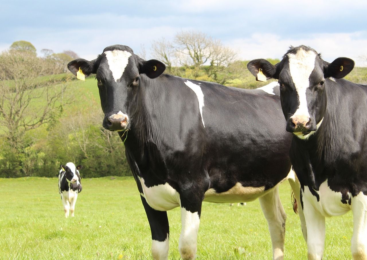 3 more cases of bluetongue confirmed in cattle in Kent