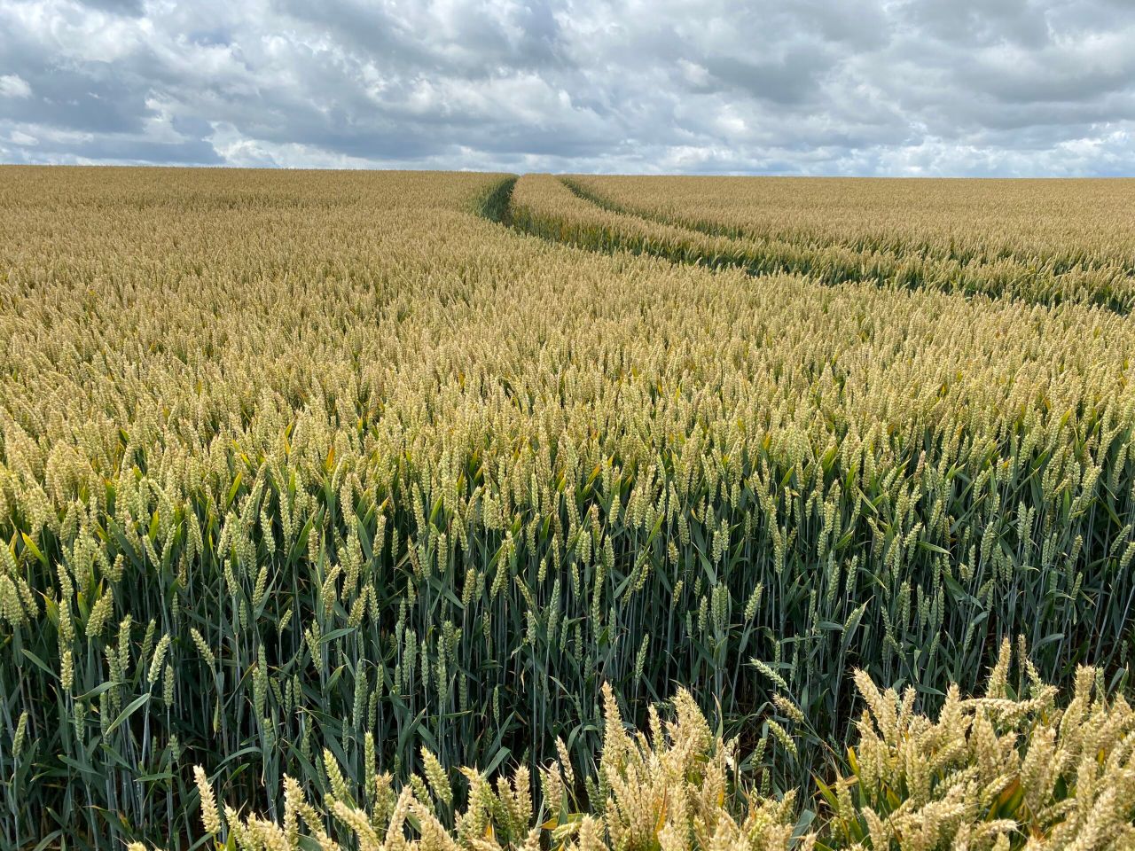 Nature projects receive funding in efforts to tackle climate change