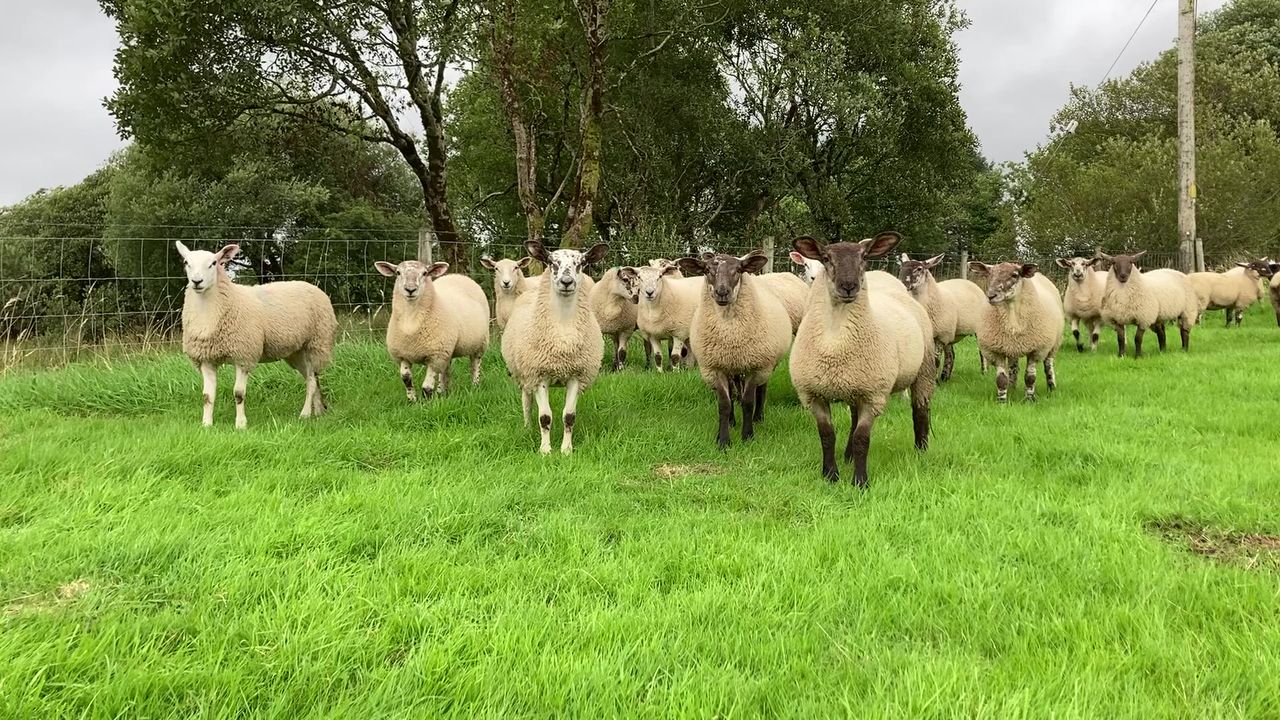 Non-intensive farming a 'key part' of fixing food system problems