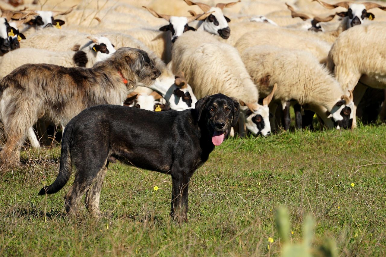 NSA urges holidaymakers to keep their dogs away from sheep